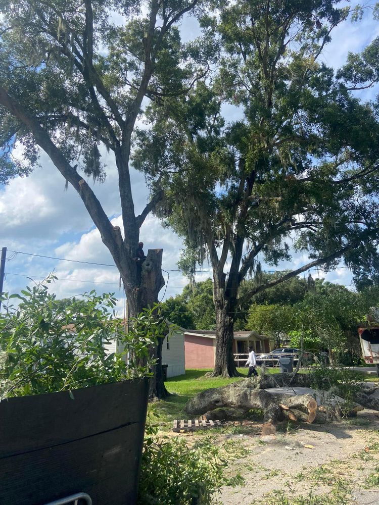 Fall and Spring Clean Up for Efficient and Reliable Tree Service in Lake Wales, FL