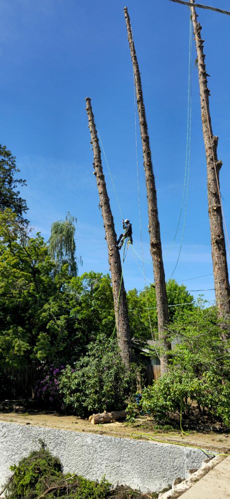 Ascension Tree Care LLC team in Yakima County, WA - people or person