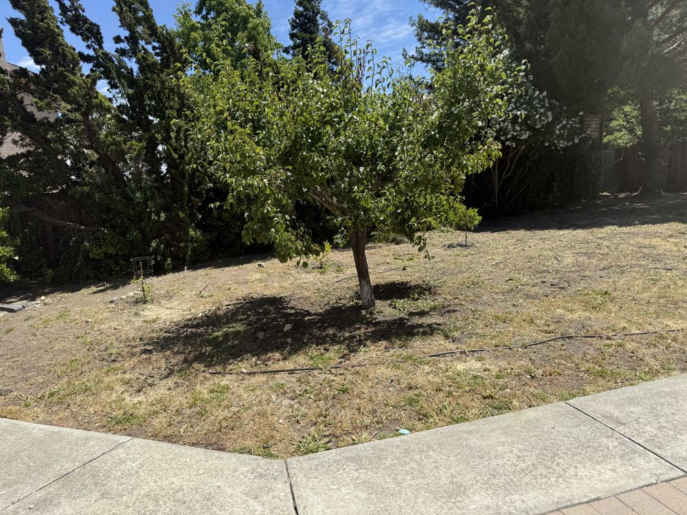 All Photos for CBA Landscaping in Hayward, CA