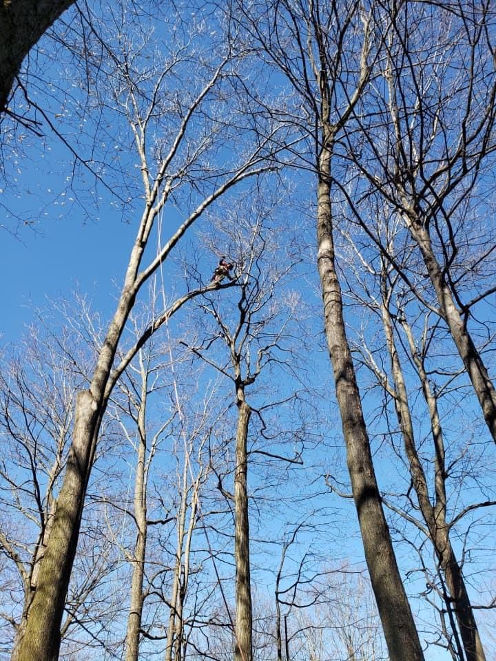 Trimming  for S.H. Tree Service LLC in Hilton, NY