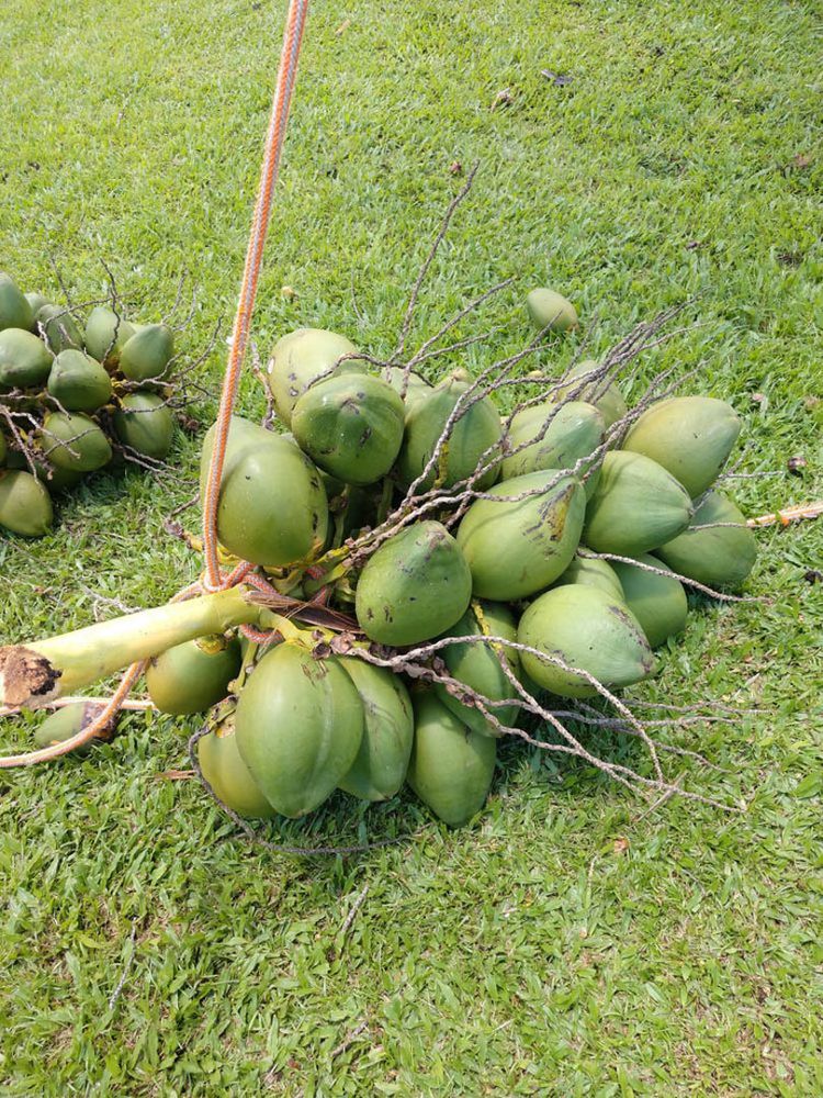Tree Care Service for Big Island Coconut Company in Pilialoha, HI
