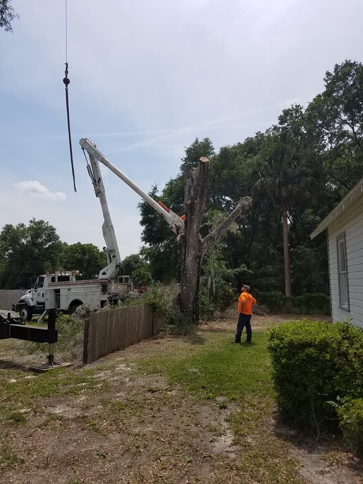 Tree Removal for Daniel Hickey’s Tree Service in DeLand, FL