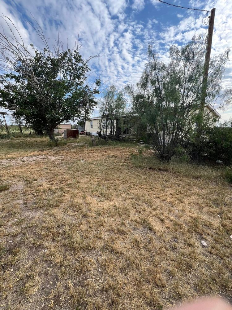 All Photos for Lion In The Tree Trimming Service in Big Spring, TX