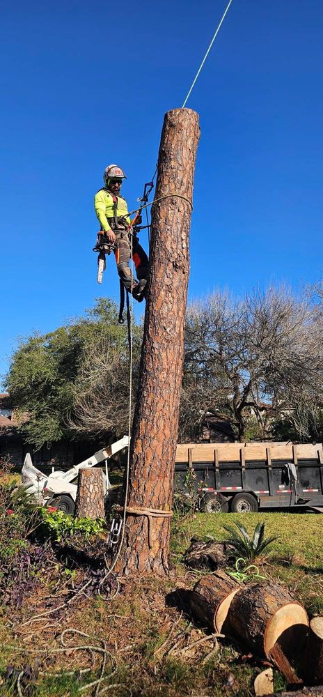All Photos for Servin's Tree Care  in Houston, TX