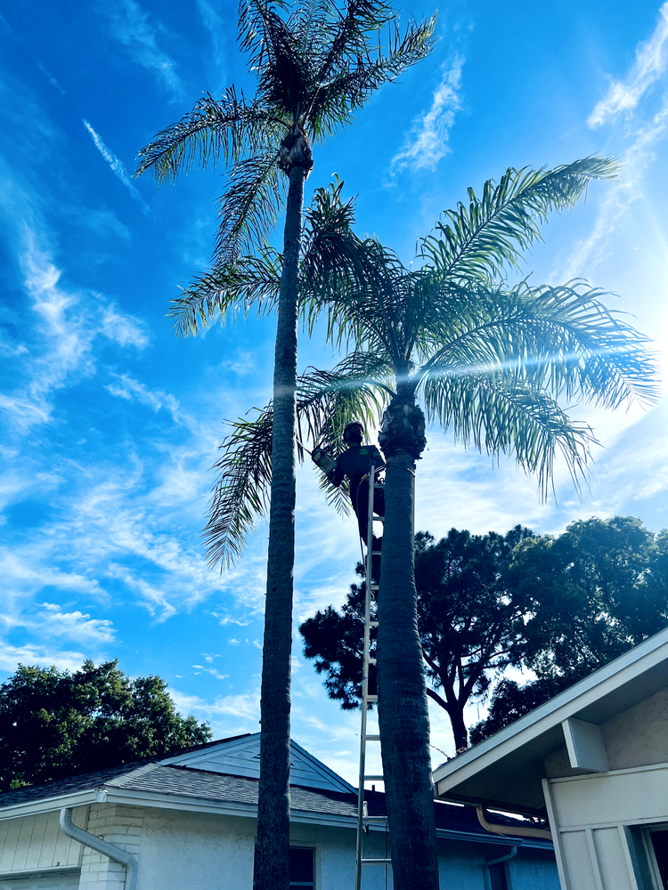 All Photos for Elevation Tree Service in Holiday, FL