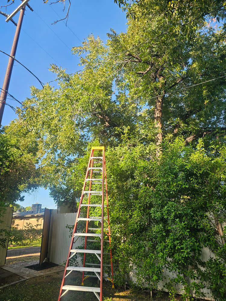 Tree Removal for T's Tree Service and Firewood in Apache Junction, AZ