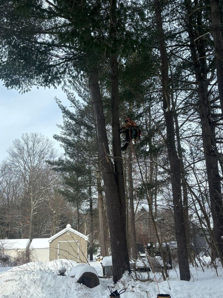 All Photos for T's Trees in Albany, NY