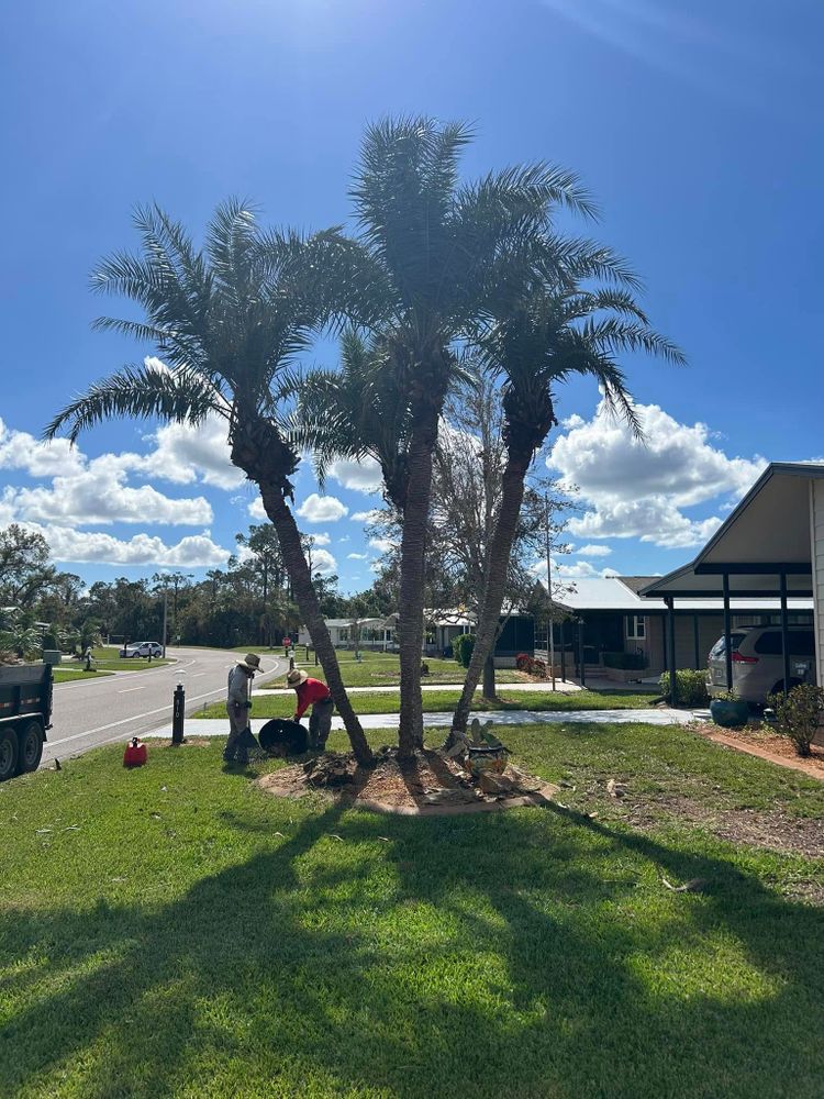 Landscaping for DelliQuadri Landscapes LLC in North Port, FL