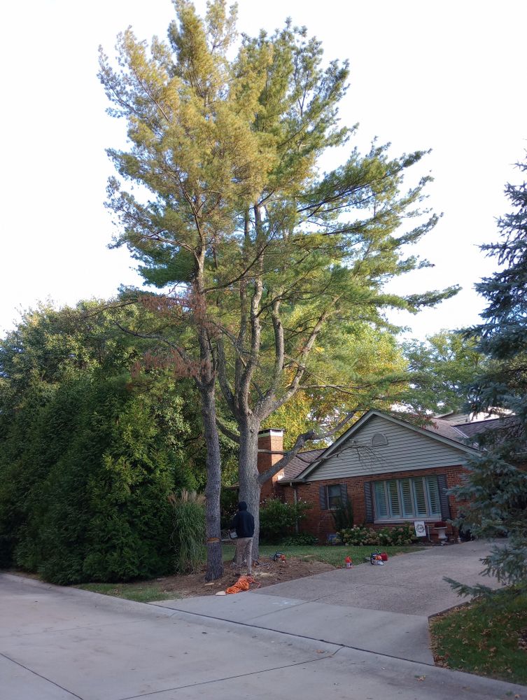 All Photos for Kingdom Tree Trimming and Removal LLC in Covington, KY