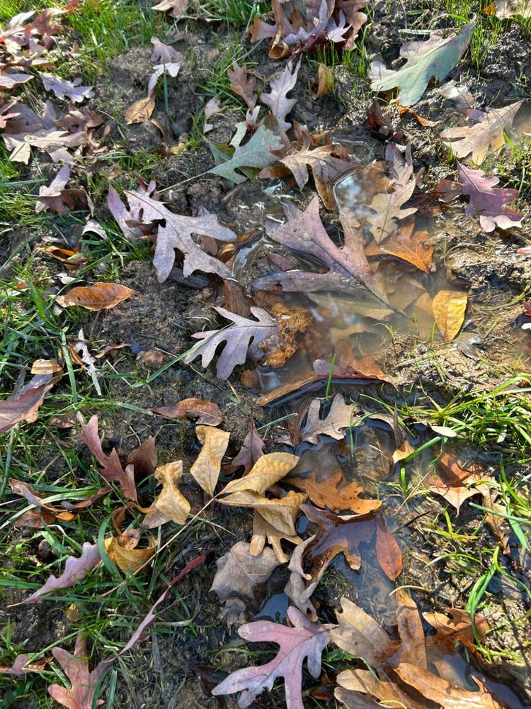 All Photos for Drain My lawn in Charlotte, NC