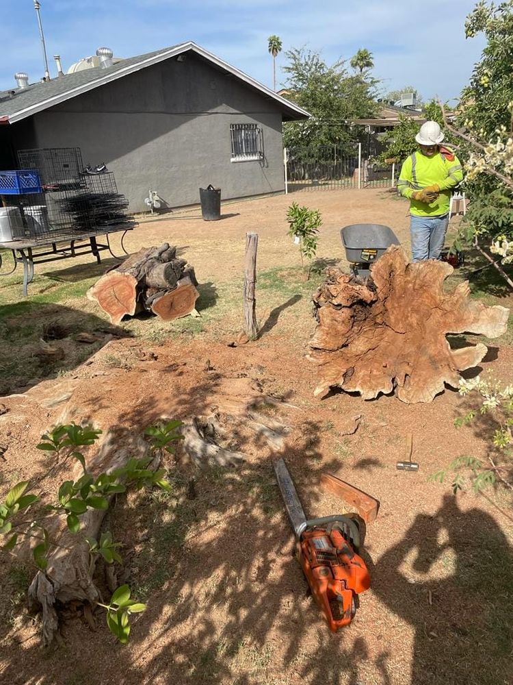 Tree Removal for Loya's Tree Trimming and Removal in Glendale, AZ