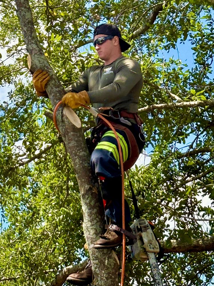 All Photos for Top Notch Tree Experts in Orange Park, FL