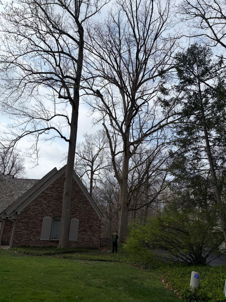 All Photos for Village Tree Service  in Whitestown, IN