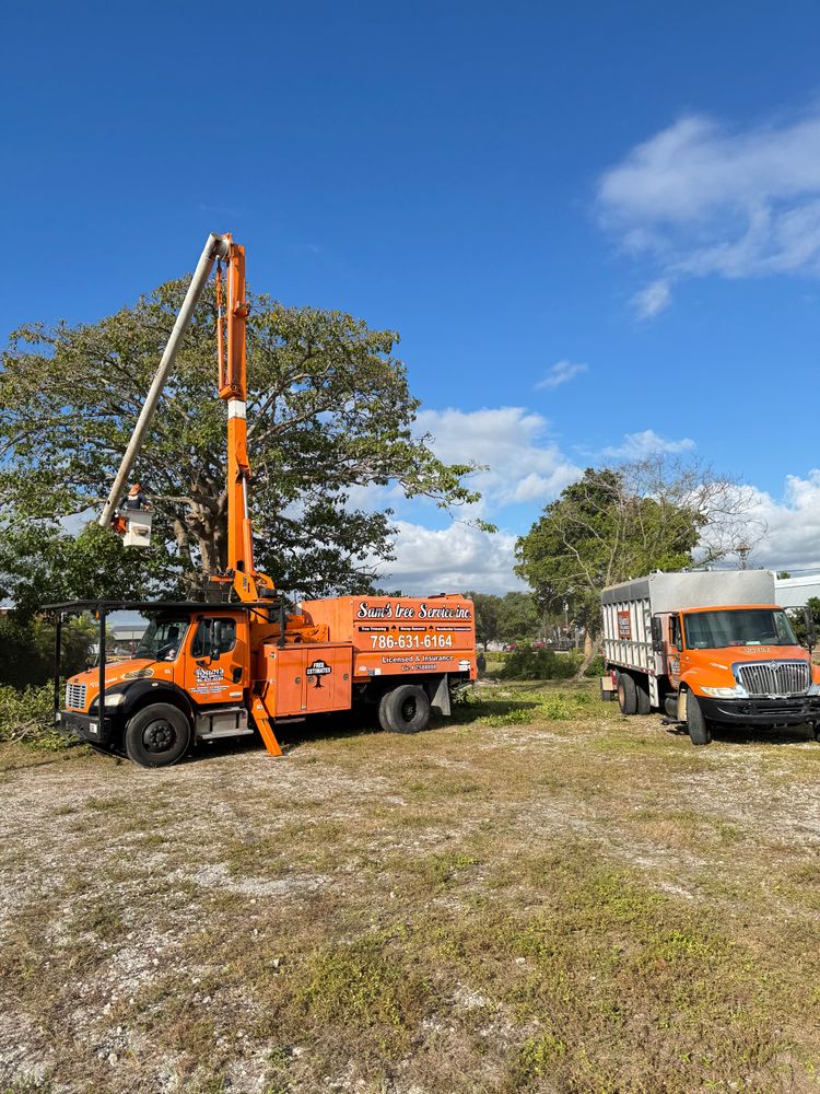 All Photos for Sam's Tree Service in Miami Beach,  FL