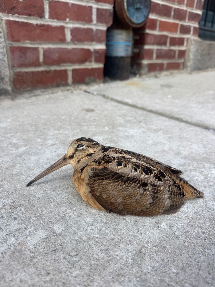 All Photos for Caro's Cuisine in Boston, MA