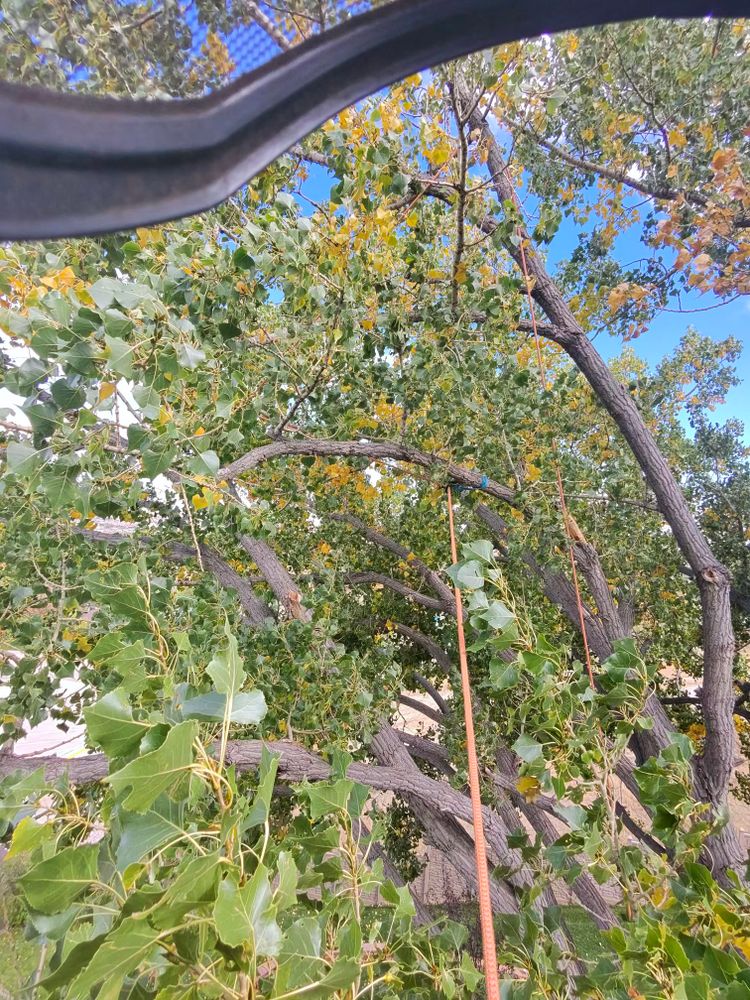 All Photos for Elevated Tree Care in Gillette, WY