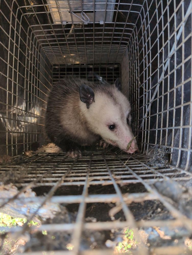 All Photos for Topper's Wildlife Removal in Garland, TX