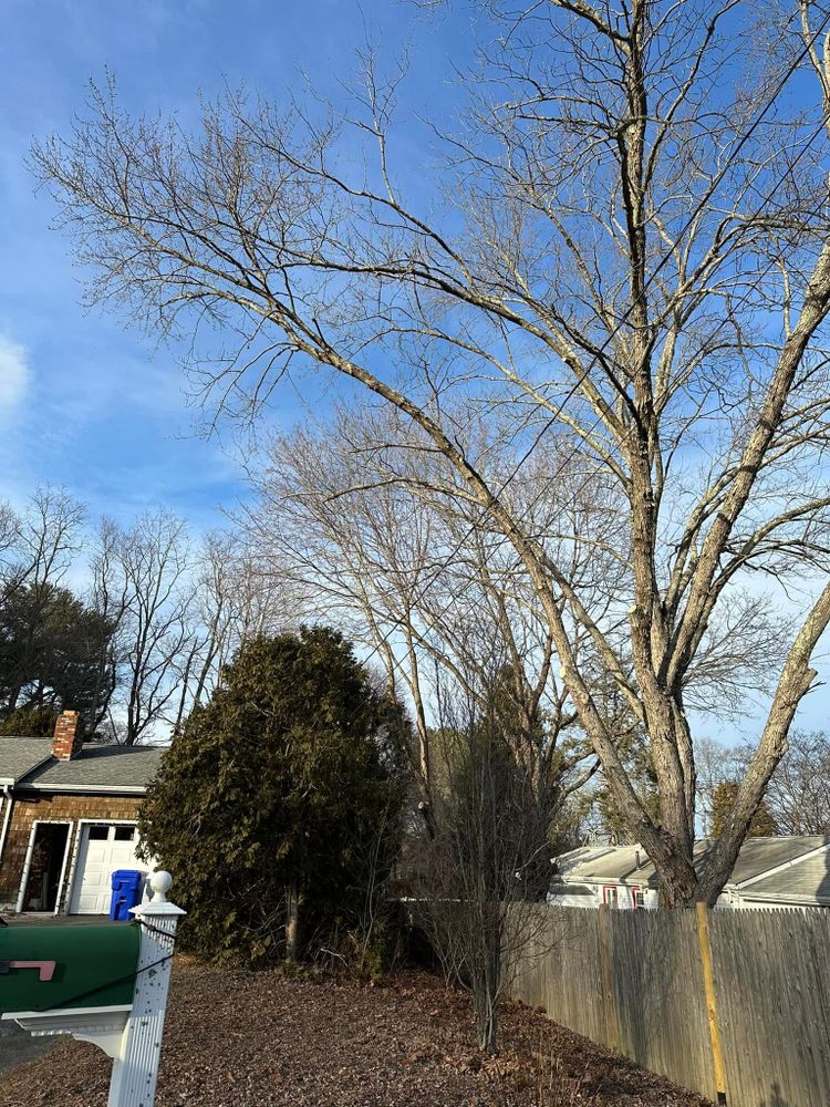 Enhance your home's curb appeal with our professional shrub trimming service. Our experts shape and maintain shrubs, promoting healthy growth while ensuring a neat and attractive appearance for your landscape. for Silver City Tree Service in Taunton, MA