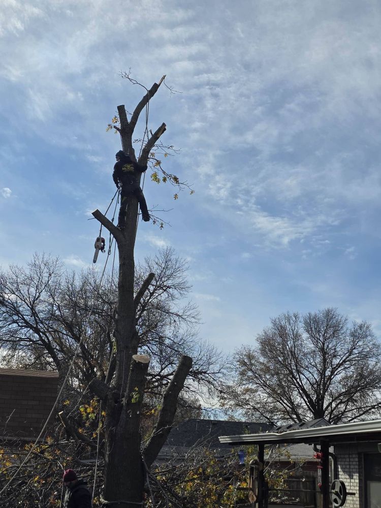 Tree Services for Oklahoma Tree Guy in Bartlesville, OK