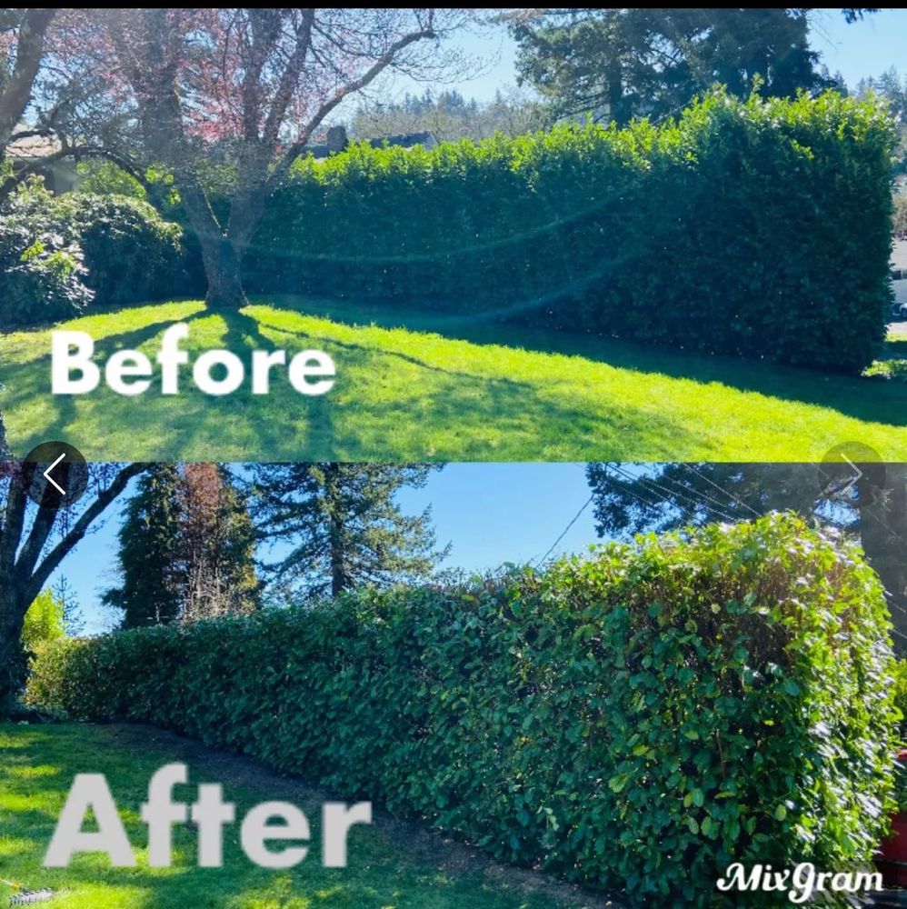 Tree Removal for T&S Tree Care LLC in Portland, OR