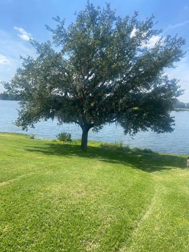 Fall and Spring Clean Up for Efficient and Reliable Tree Service in Lake Wales, FL