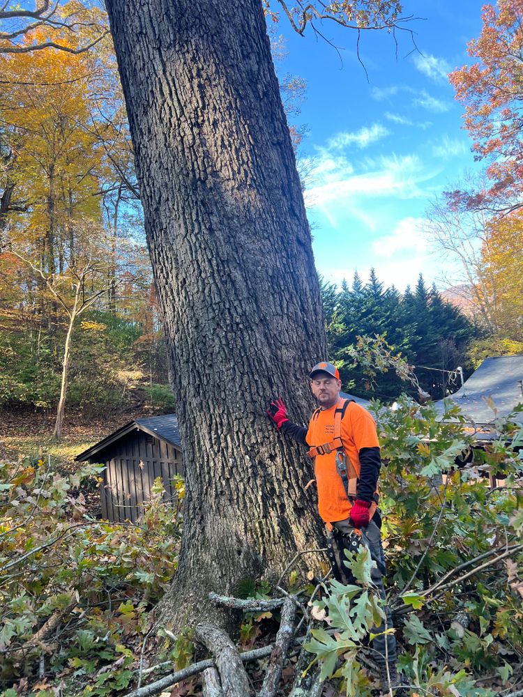 All Photos for Ground To Sky Tree Care in Asheville, North Carolina