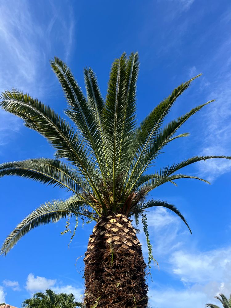 Our Palm Trimming & Installation service offers homeowners a professional solution to maintain and enhance the appearance of their palm trees, ensuring we remain healthy and thriving. for Green Earth Landscaping & Lawn Care in West Palm Beach,  FL