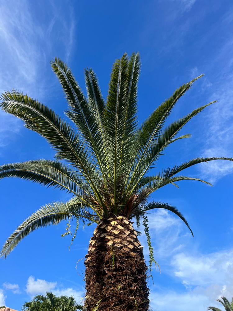 landscaping-lawn-care-in-west-palm-beach-fl-green-earth-landscap
