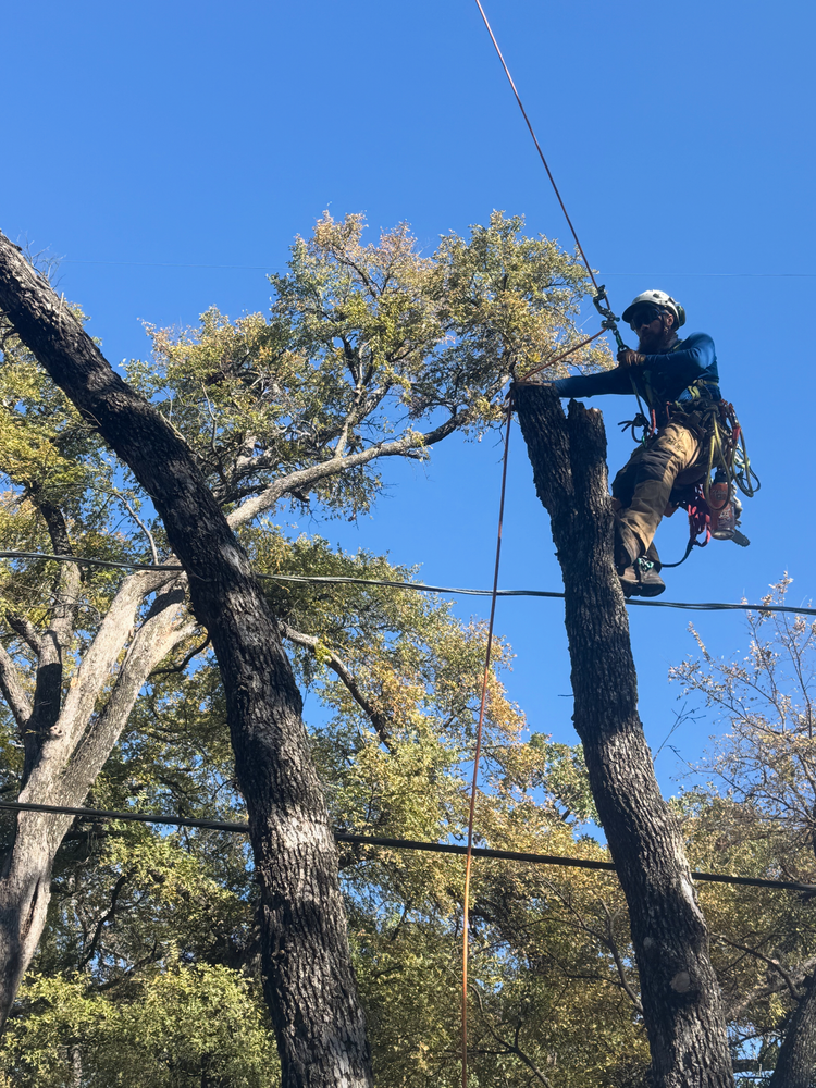 Our expert tree treatment service begins with a comprehensive diagnosis to identify health issues, ensuring customized care solutions that nurture and protect your trees for lasting beauty and vitality. for Blu-J Tree Care in Arlington, TX