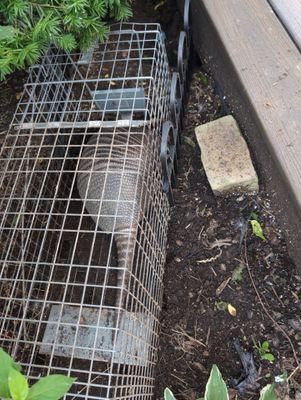 All Photos for Toppers Wildlife Removal in Garland, TX
