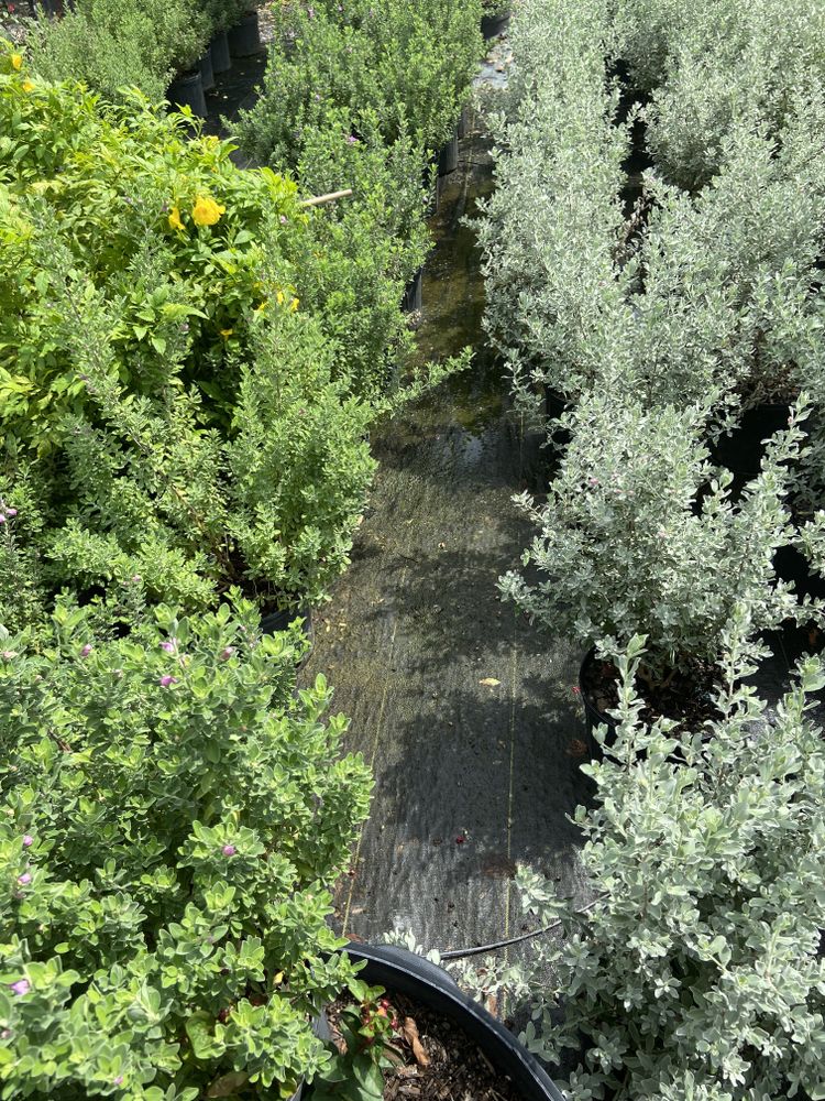 All Photos for Atlas Land Design in Creekside Park, TX