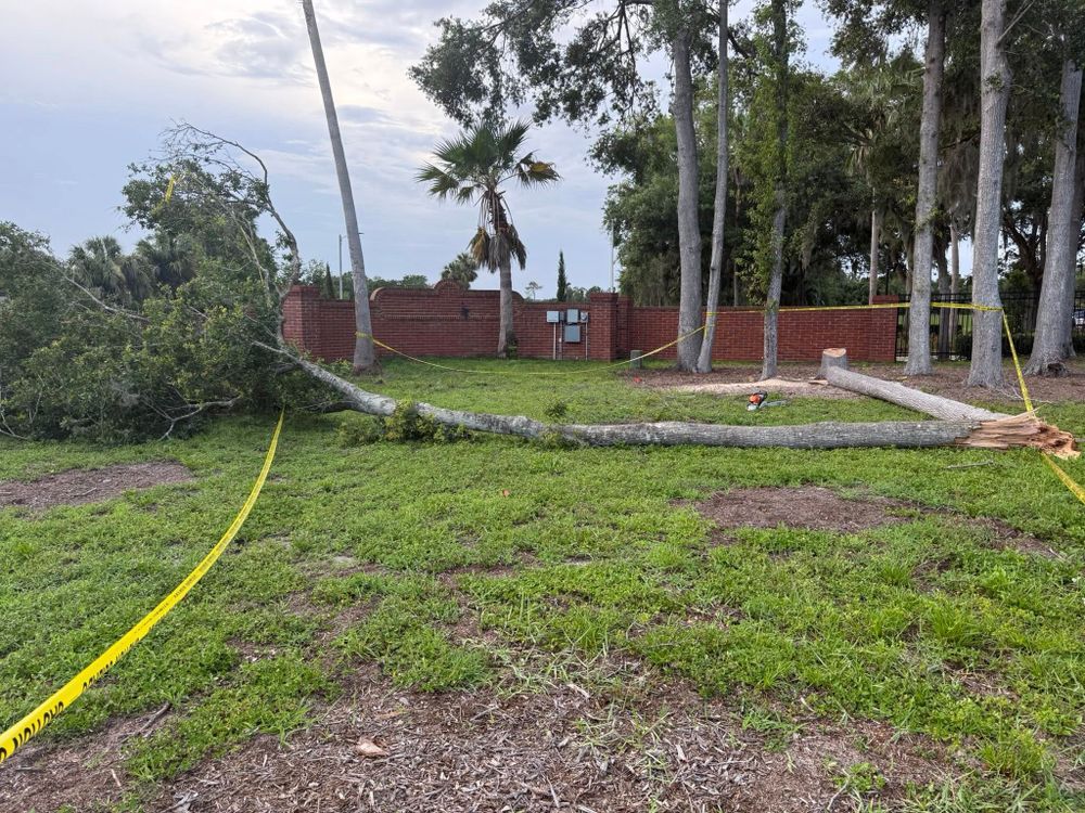 All Photos for Amerigrown Tree And Lawn in Apopka, FL