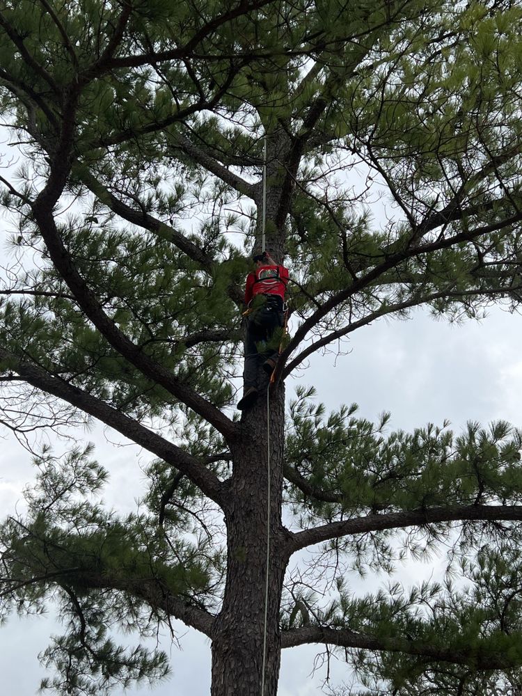 Tree Removal for Forester Tree Care in Tool,  TX