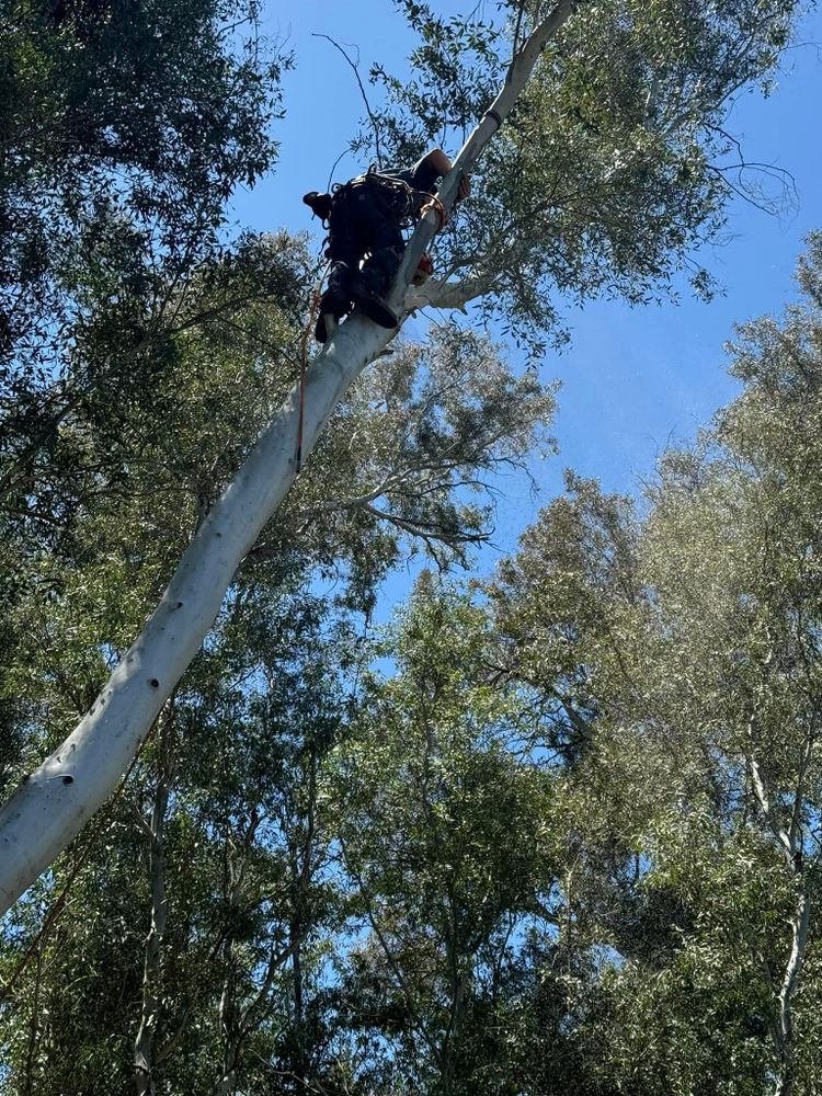 All Photos for The Tree Fairy in Temecula, CA