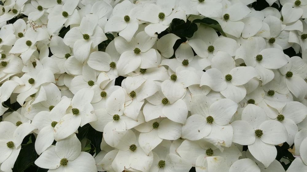 All Photos for Evolution Earthscapes, LLC in Ludlow, MA