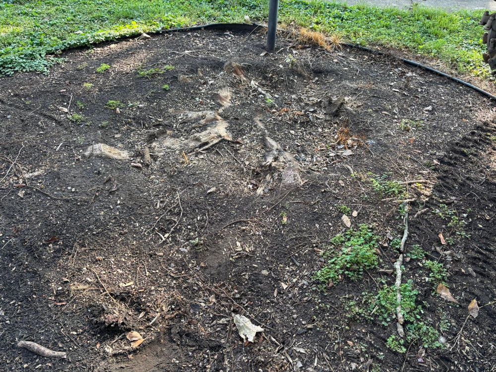 All Photos for Conrad's Stump Removal in Columbus, IN