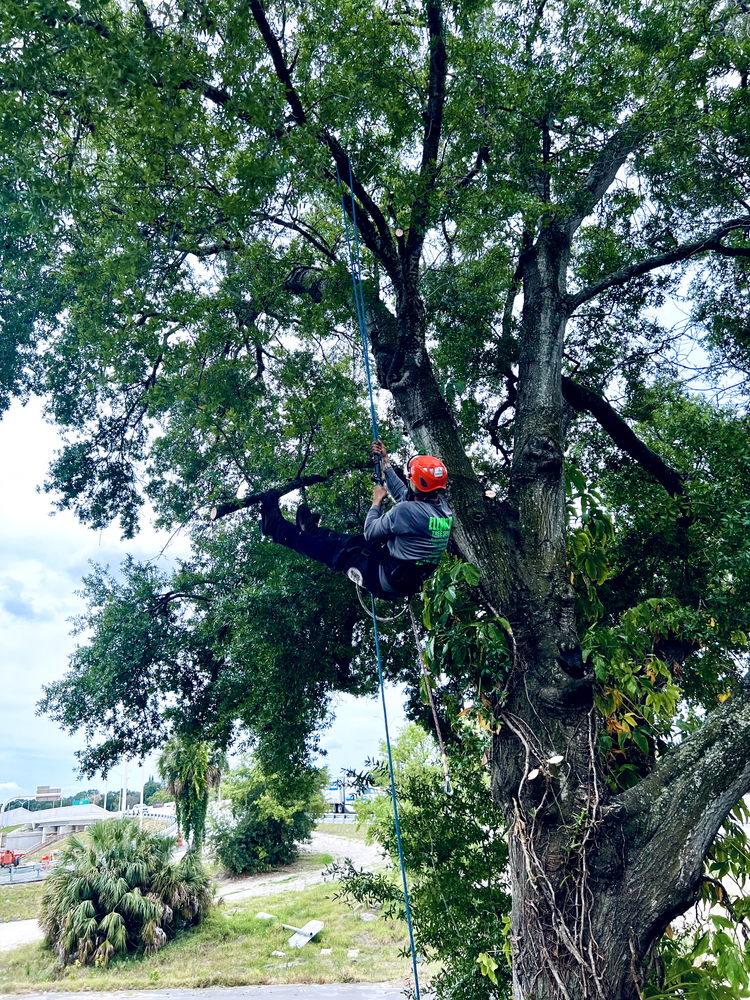 All Photos for Elevation Tree Service in Holiday, FL