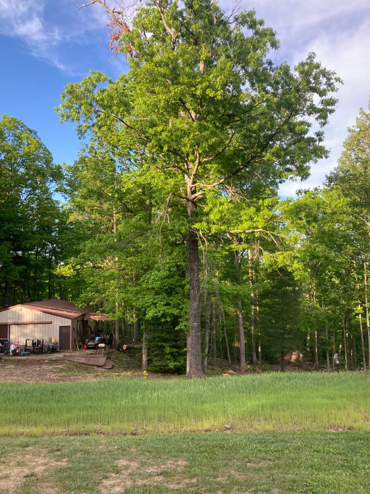 All Photos for Houtz Tree Service in Lexington, KY