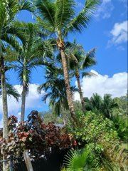 All Photos for ASAP Tree Service in Sebastian, FL