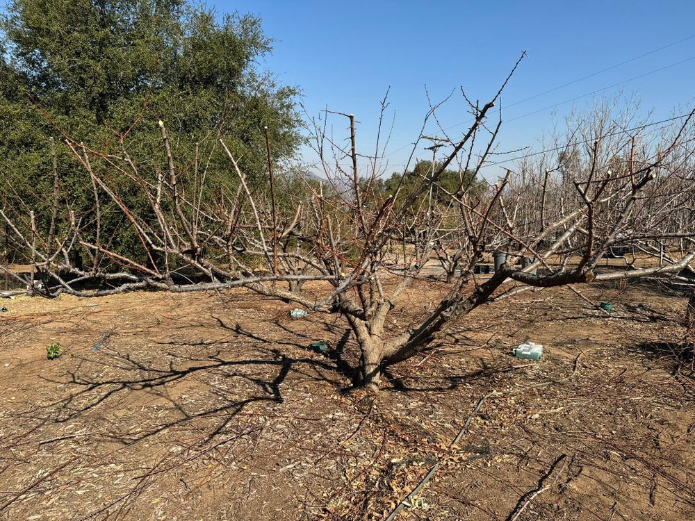All Photos for The Tree Fairy in Julian, CA