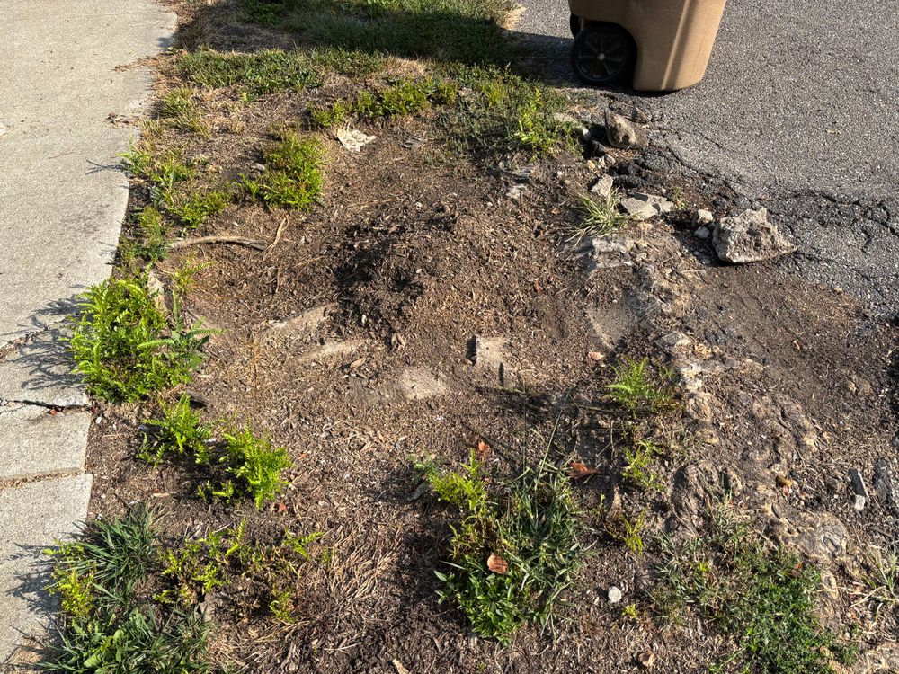 All Photos for Conrad's Stump Removal in Columbus, IN