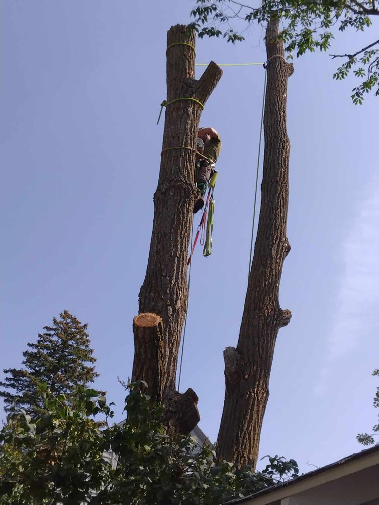 All Photos for Dan's tree service in Bemidji, MN