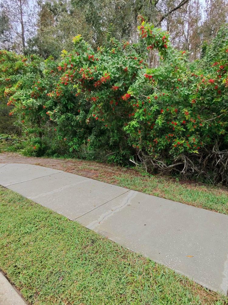 All Photos for EB Trees and Landscape in Lutz, FL