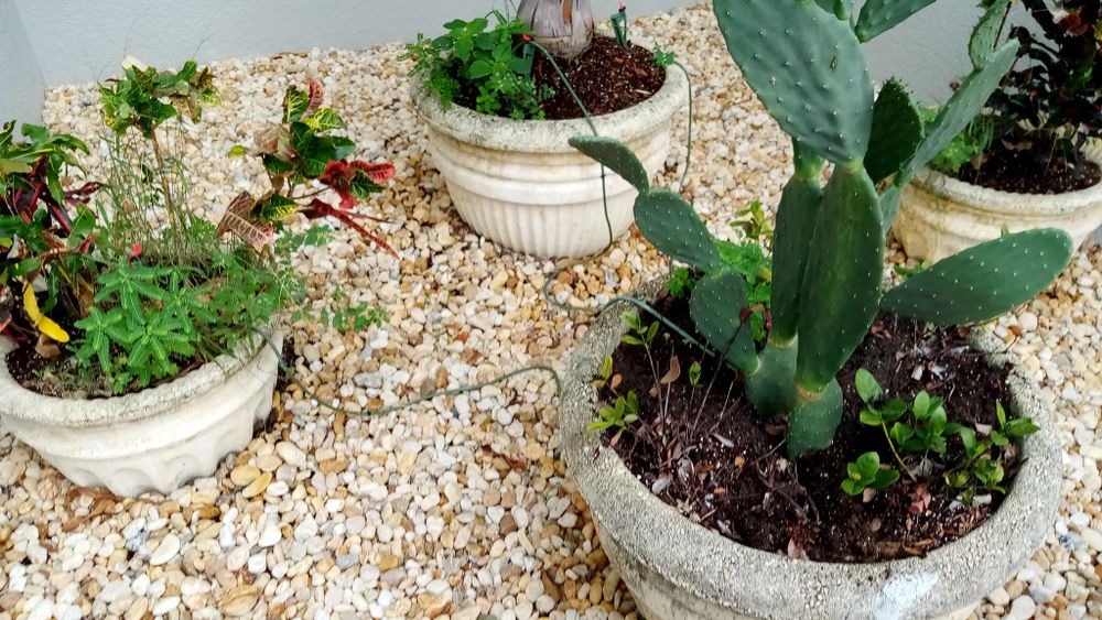 All Photos for Keys Yard Maintenance and Handyman in Marathon, FL