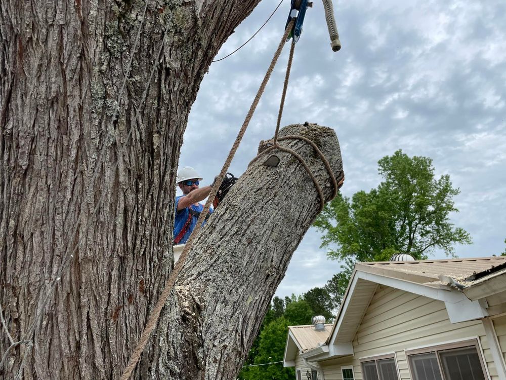 Our expert Tree Removal service ensures safe and efficient removal of unwanted or hazardous trees, enhancing your property's beauty and safety while minimizing disruption to your landscape. Contact us for a consultation today! for ArborMax in Thomaston, GA