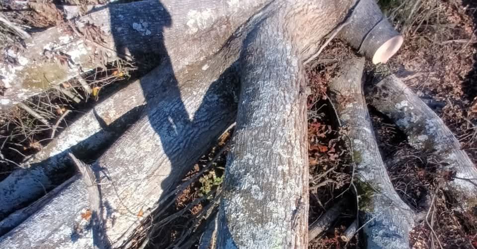 Tree Removal for Goliath Tree Maintenance and Haul Away in Seneca, SC