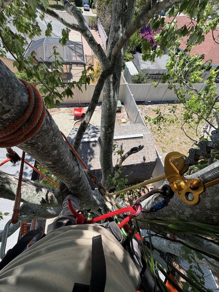 All Photos for Damian’s Tree Care in Sarasota, FL