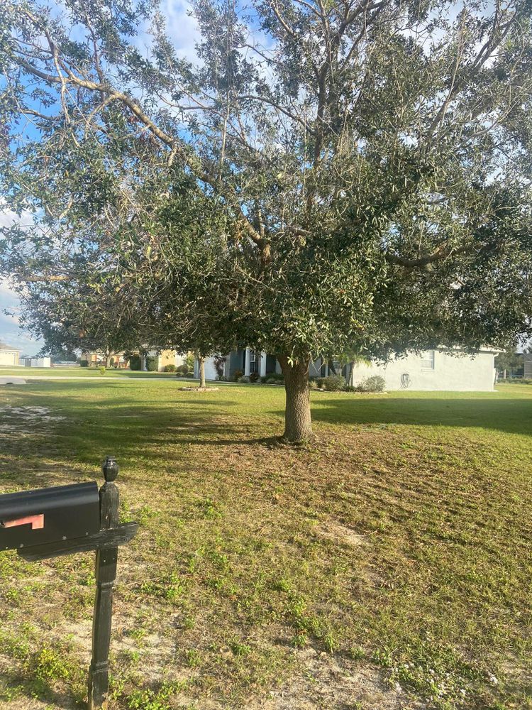 Fall and Spring Clean Up for Efficient and Reliable Tree Service in Lake Wales, FL