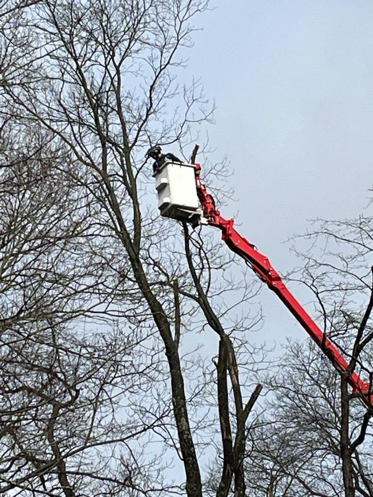 Tree Services for Wiley Landscape Design in York, PA
