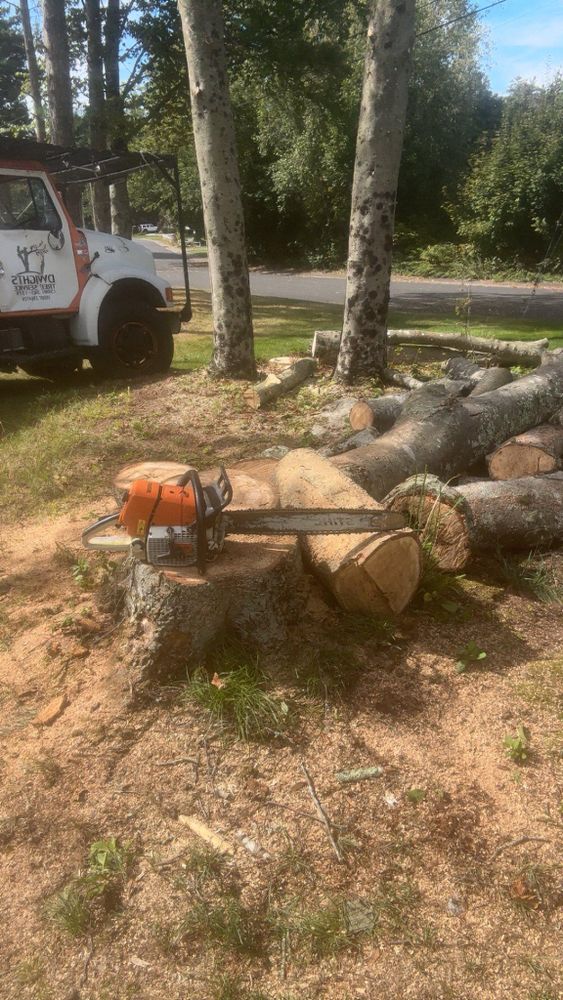 All Photos for Dwights Tree Service LLC in Middleborough, MA